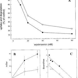 Effects Of Wortmannin On Mannose Receptor Mediated Endocytosis And