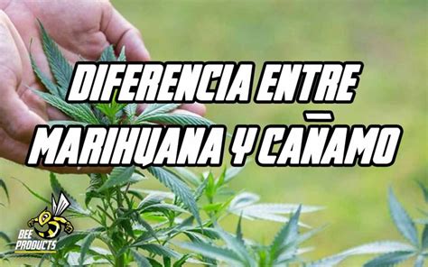 Diferencias Entre Marihuana Y C Amo Lo Que Necesitas Saber