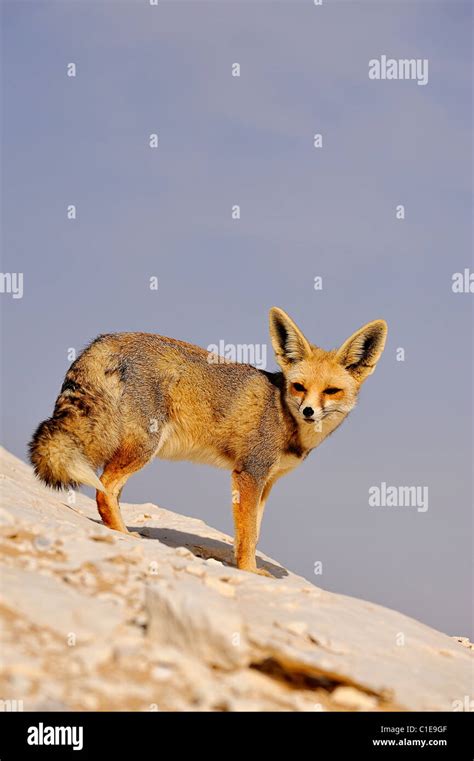 Fennec Fox Scientific Name Fennecus Zerda On A Rock Formation In The