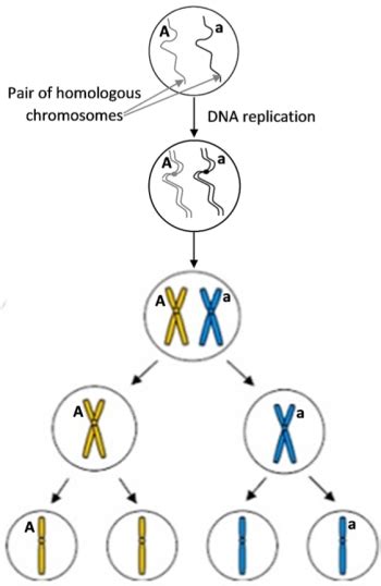 Meiosis And Fertilization Understanding How Genes Are Inherited