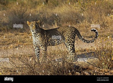 Leopard Panthera Pardus Adult In Savannah Masai Mara Park In Kenya