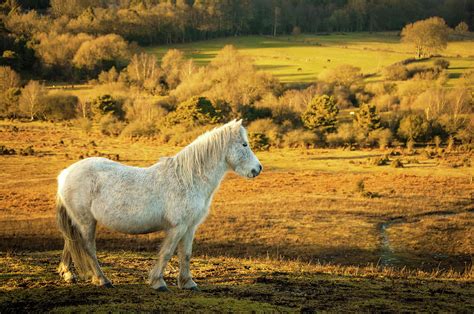 White Wild Horse The New Forest Photograph By Gollykim