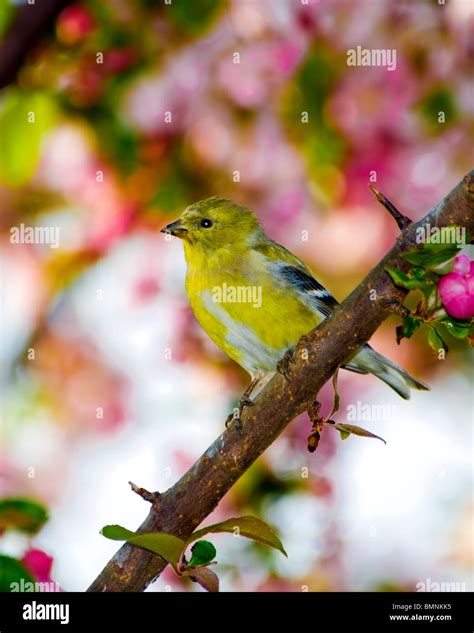 American Goldfinch Carduelis Tristis Perches In A Blooming Crabapple