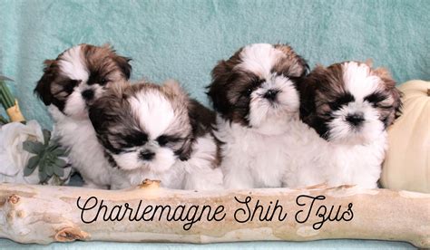 Charlemagne Shih Tzu Shih Tzu Puppies For Sale In Auburn In Born