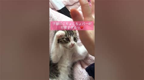 子猫のこちょこちょパーが可愛い♡ 猫 こちょこちょ こちょこちょパー 保護猫 ペット 動物 ねこのいる生活 Youtube