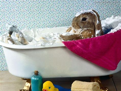 The Most Adorable Pictures Of Rabbit Bathtime