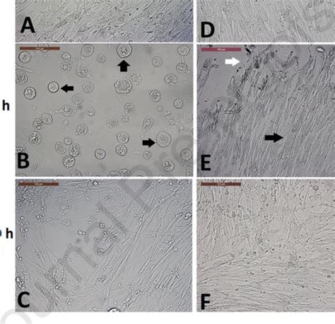 Effect Of Sb Tgf Inhibitor On Cell Morphology And Replication