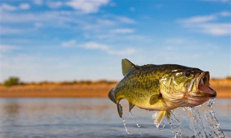 Guide How To Fish For Bass Bass Master Pro