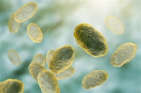 Haemophilus Influenzae Bacteria Illustration Stock Image F030 4540 Science Photo Library