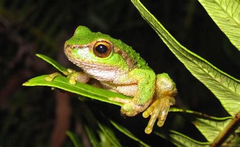 Adult Spotted Tree frog | Tree frogs, Melbourne zoo, Endangered animals