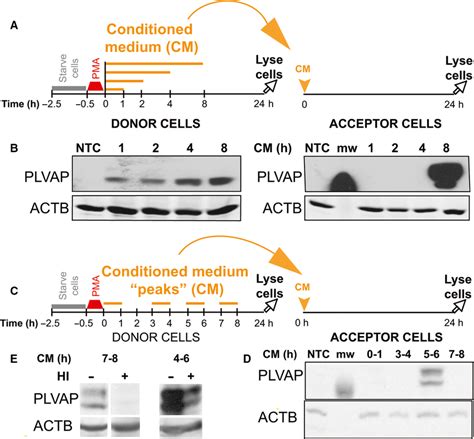 Phorbol Myristate Acetate Pma Induces Timed Secretion Of Heat