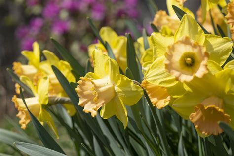 Daffodil Cultivars