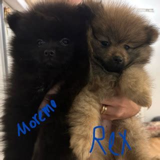 5 månader gammal Pomeranian säljs av Javad från Vänersborg Skaffa Hund