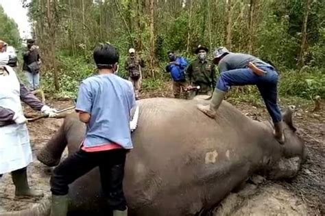 Foto Gajah Sumatera Berusia 40 Tahun Ditemukan Mati Di Bengkalis Riau