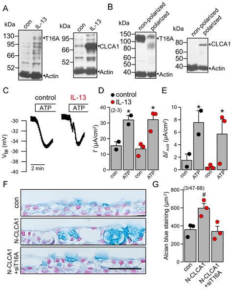 Clca1 Induced Mucus Production In Polarized Bci Ns1 Cells Is