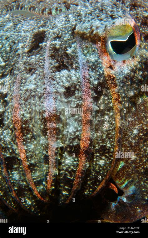 Needle Cuttlefish Sepia Aculeata Close Up At Night Dumaguete Negros