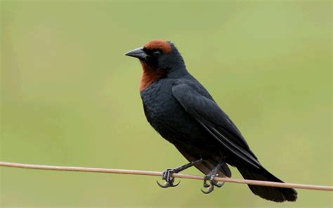 Chatham Black Robin, Petroica Traversi, Bird, New Zealand Robin