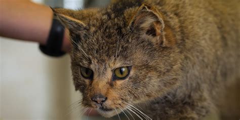 Wildkatze und Hauskatze unterscheiden Rückkehr der Wildkatze