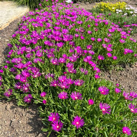 Delosperma Cooperi Midwest Groundcovers Llc