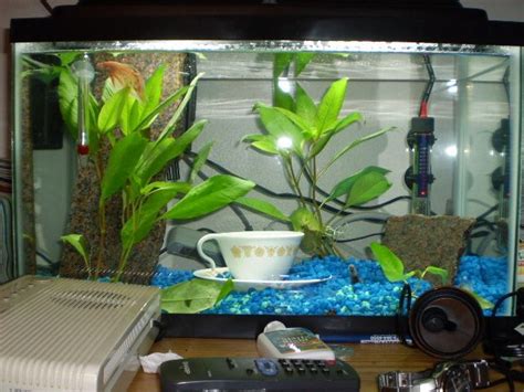 What Is The Best Betta Fish Tank Size? Choosing The Right Size Aquarium For Your Fish