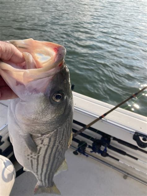 Hybrid Striped Bass Fishing Reports