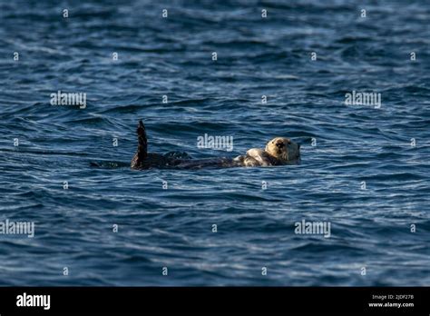 Otters Arms Hi Res Stock Photography And Images Alamy