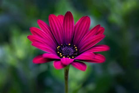 Osteospermum Plant Care Tips For Growing Beautiful African Daisies