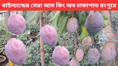 কিং অব চাকাপাত বিদেশি আমের মধ্যে সেরা ।। The King Of Chakapat Mango Youtube