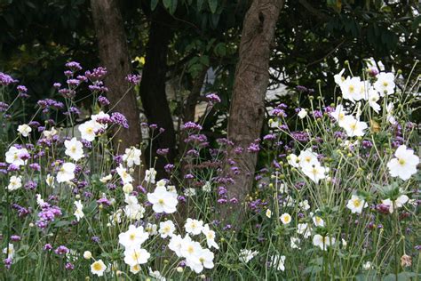 Verbena bonariensis – Ballyrobert Gardens