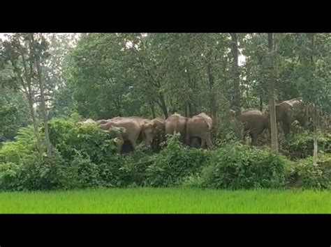 Elephants Reached The Fields In Pataur Area Villagers Chased Them By