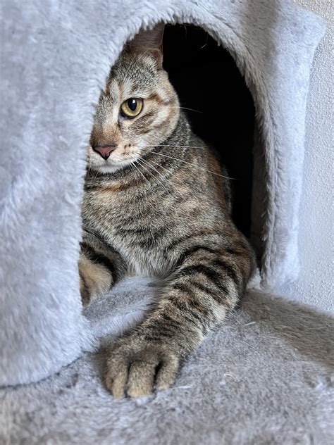 Come capire se il tuo gatto è stressato Centro di Cultura Felina