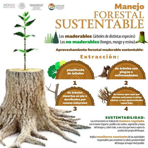 Resultado De Imagen Para Bosque Sustentable Infografia