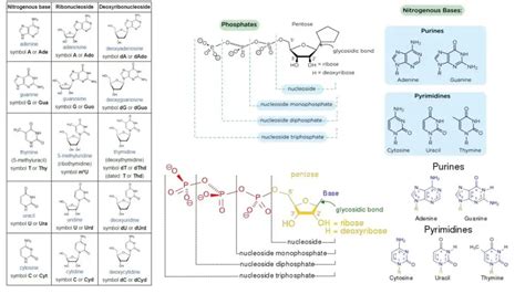 Nucleoside - Definition, Types, Structure, Functions - Biology Notes Online