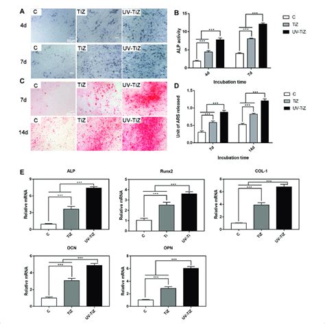 A And B Alp Staining And Quantitative Results Of Mc3t3 E1 Cells