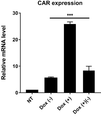 Figure From Development Of Inducible Cd Car T Cells With A Tet On