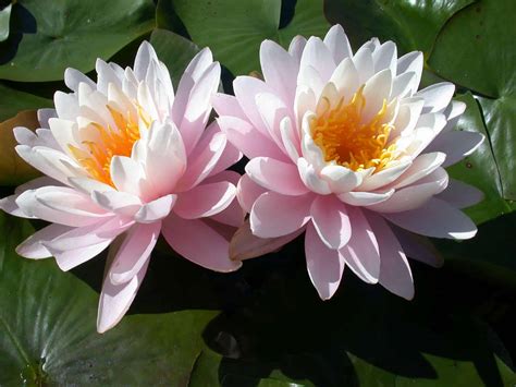 Ray Davis water lily – pond plants – water lilies – aquatic plants ...