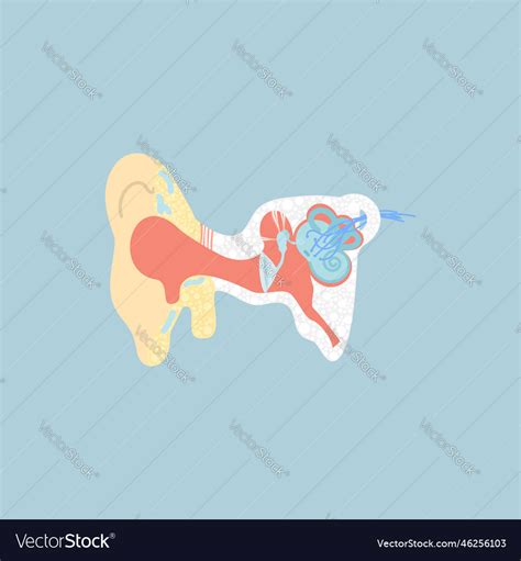 Ear Internal Organs Anatomy Body Part Royalty Free Vector