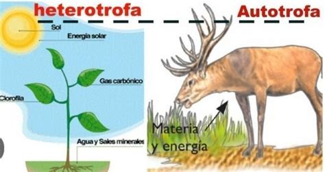 Realizar Los Esquemas La Nutricion Autotrofa Y Heterotrofa Necesito