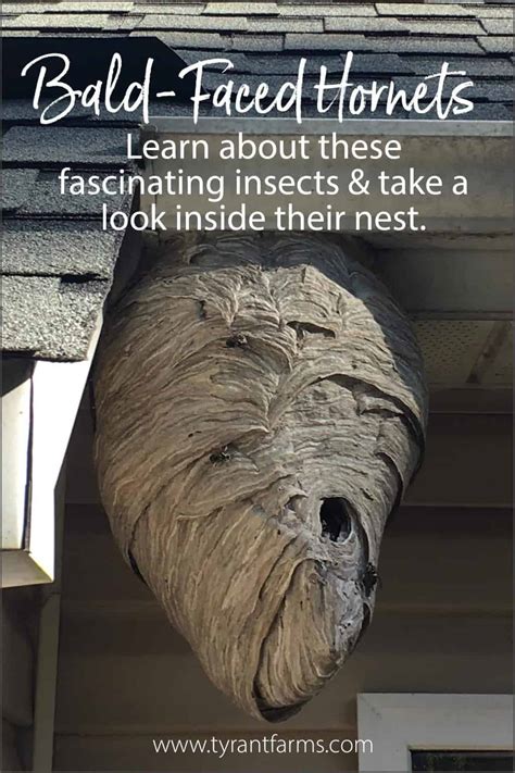 Want To Take A Look Inside A Bald Faced Hornet Nest Tyrant Farms