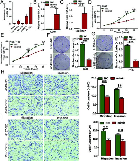 Elevated Mir P Inhibits Cell Proliferation Colony Formation And