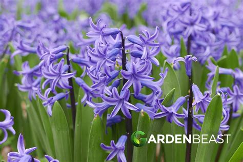 Hyacinth Guide: How to Grow & Care for "Hyacinthus Orientalis"