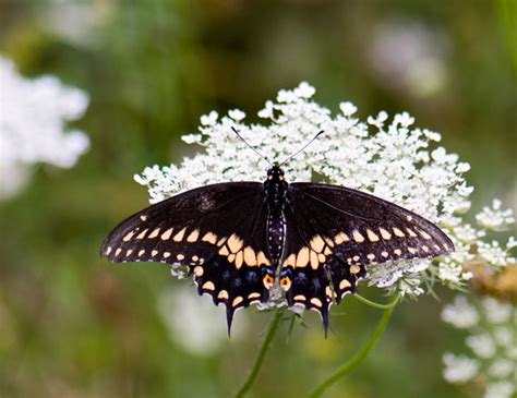 Butterflies Black Swallowtail Papilio Polyxenes Megapixel Travel