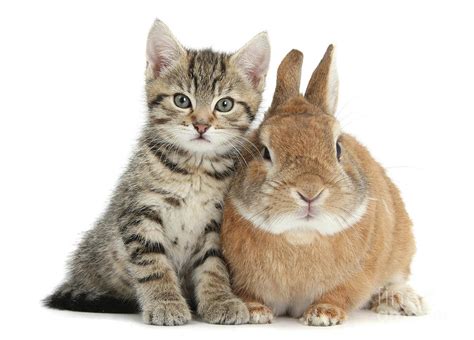 Cute Tabby Kitten With Rabbit Photograph By Warren Photographic Fine