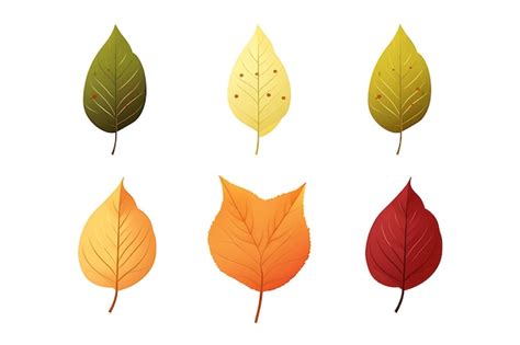 Premium Vector Set Of Different Autumn Leaves