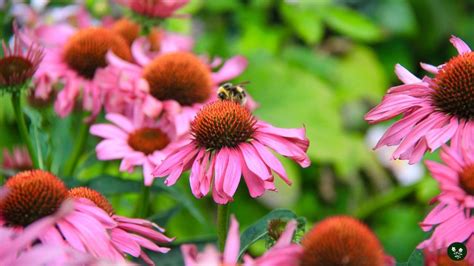 21 Black Eyed Susan Companion Plants: Top Choices For Your Garden