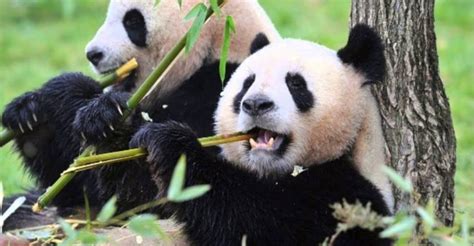 Panda Diplomacy — China's Fluffy Agenda - Pandaily