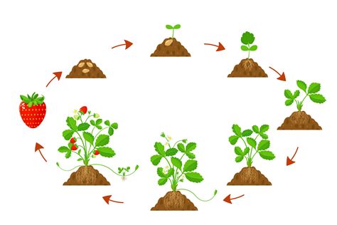 ciclo de crecimiento fresas en la agricultura infografía del ciclo de