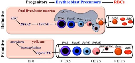 Overview Of Primitive And Definitive Erythropoiesis Both Forms Of