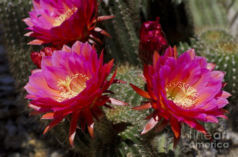 Deep pink cactus flowers Photograph by Jim And Emily Bush | Fine Art ...