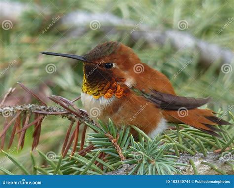 P Ssaro Fauna Bico Colibri Imagem Imagem 103340744